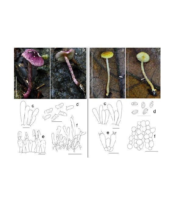 Hai loài nấm thuộc chi Lepiota lần đầu tiên được ghi nhận tại Việt Nam